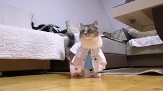 Doctor Kitty