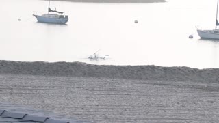 Man trying to stand up and paddle board but ends up falling in water