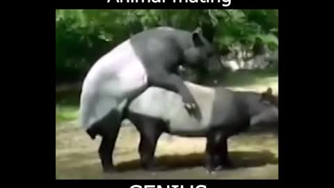 animal sex