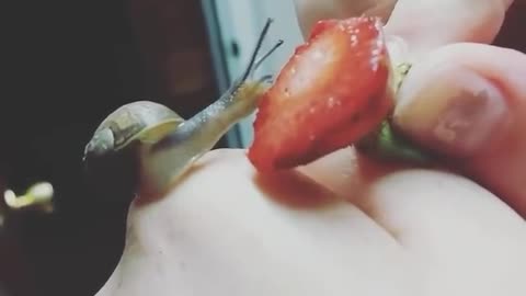 Amazing snail eating a strawberry!