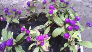 Several pretty purple globe amaranth flowers on the sidewalk of the flower shop [Nature & Animals]