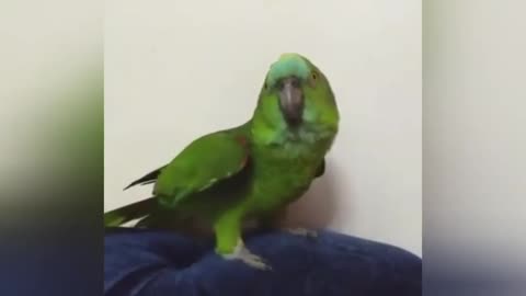 Parrot cover beyonce