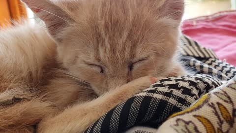 Cute Kitten Sleeping Time