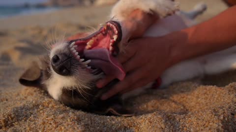 A dog playing at the beach, see his innocence