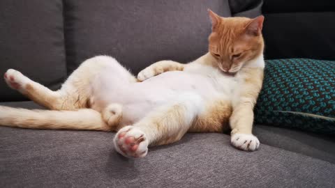 Cat grooming, 猫, 고양이, 猫