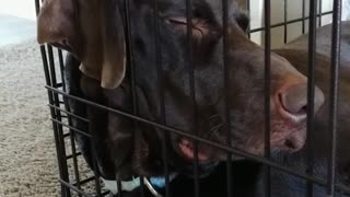 Black dog sleeping with face on black cage