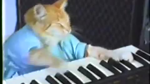 Charlie Schmidt's Keyboard Cat! - THE ORIGINAL!