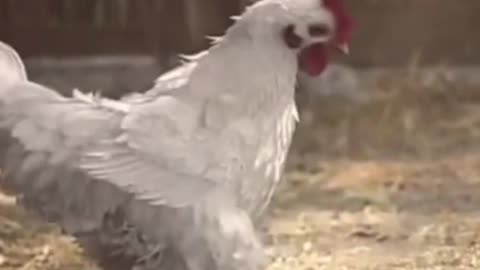 Chicken artist