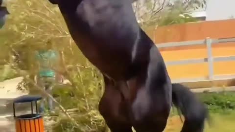 Horse reaction