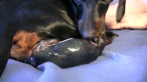 new cute puppy birth