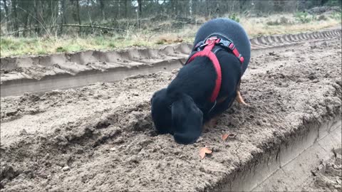 Dachshund digging up hidden cookies