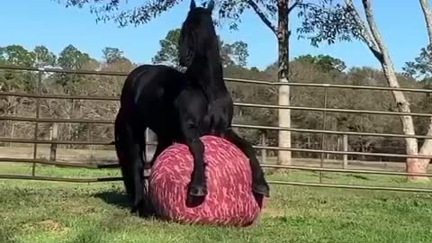 Horse Ball Stretches!