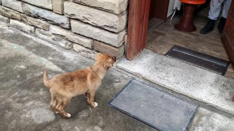 Abandoned Puppy Followed Us Home And We Let Him In