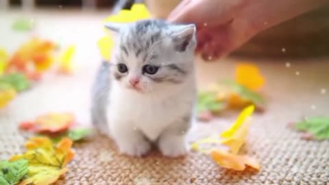 Funny Kittens Meowing