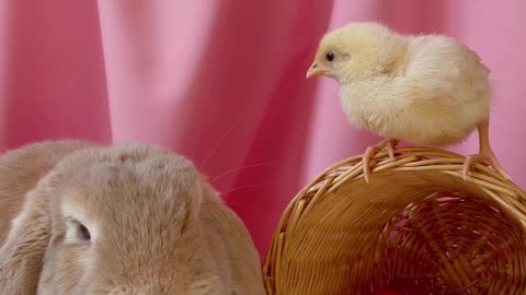 chicks and rabbits together what are they talking about