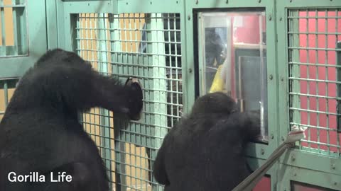 Genki❗️Injection training gorilla
