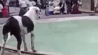 Dog Too Happy To Take Dips In Fountain