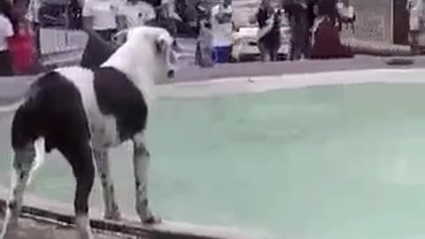 Dog Too Happy To Take Dips In Fountain