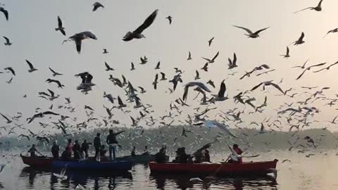 A Flock Of Seagulls Flying Over A river