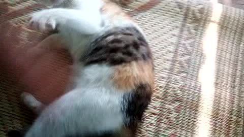 The calico cat,playing with the cute cat at home