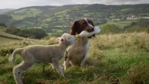 Compassionate dog feeds orphaned lamb with bottle