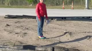 Gator Crosses Highway