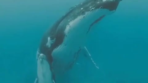 Mother and son lives at the bottom of the sea ⚓👍👀💛💚💙