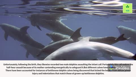 Ways Dolphins Show They Have a Darker Side