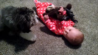 Adorable baby and puppy play with the same toy