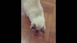 cat video