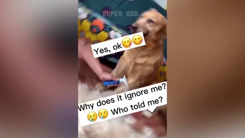 dog Funny24 Ytoo