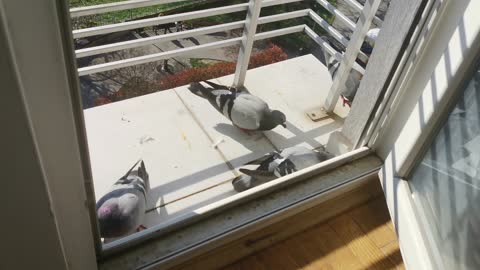 Pigeons fighting over food