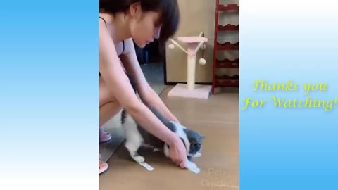 Cute and funny cat's life