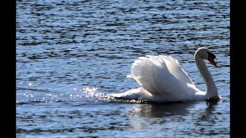 The Mute Swan Gallery!