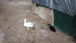 Goose and a Duck are best friends