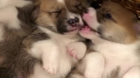 Baby Dogs The tastiest nose