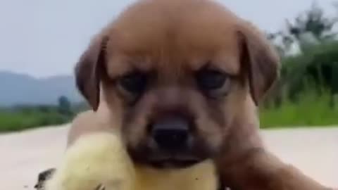Unleash Your Laughter: A Must-Watch Compilation of Adorable Dog Funnies! 😂🐶