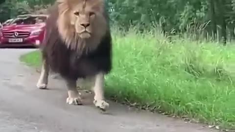 Close encounter with a lion