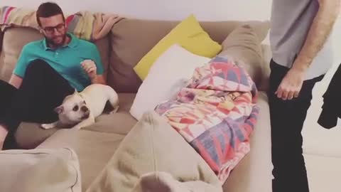 French Bulldog protects owner