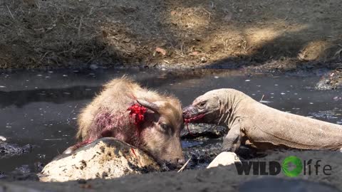 Komodo Dragon vs Water Buffalo. Crazy altercation caught on Tape.