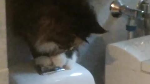 Cat tries to flush toilet