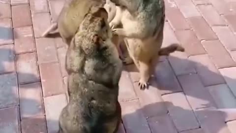 Real animal group fight have you ever seen