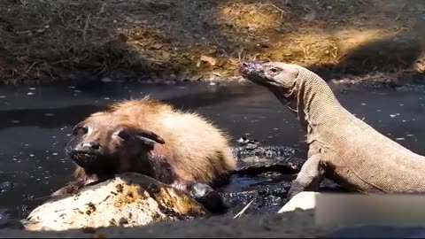 Komodo Dragon Predatory Skills: The Wild Hunt - Buffalo, Dog, Python Encounters"