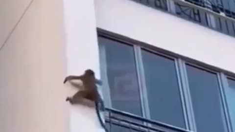 Monkeys 🙈 is on a mission