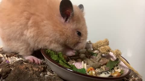 My cute hamster eating sound