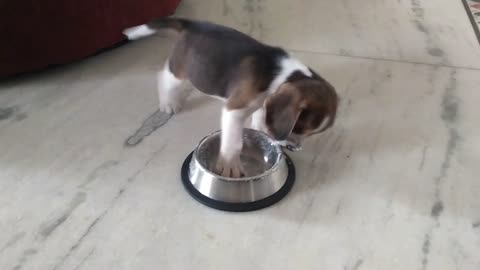 Hungry Puppy Dog