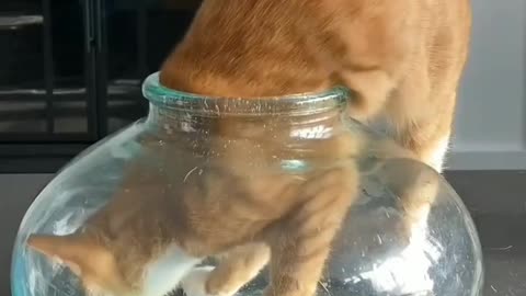 "Cat vs. Empty Fishbowl: The Purr-suit of Adventure!"🐱🤣