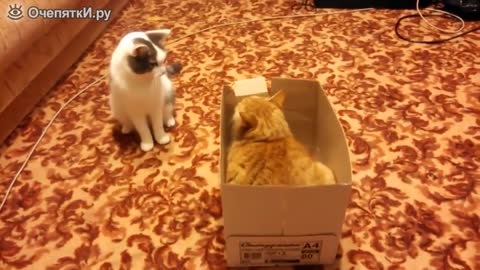Funny cats, SUPER BOX