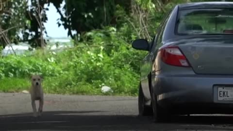 Woman Rescues Puppy From Puerto Rico After Hurricane | The Dodo