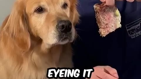 Feeding a dog 1$ vs10000$ steak